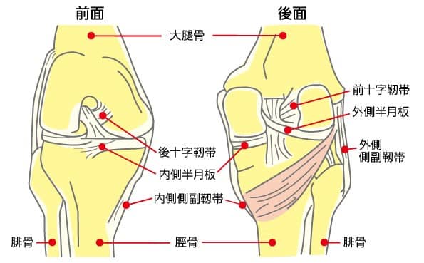 膝のイラスト