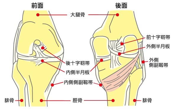 膝の関節の動揺と後遺障害 | 交通事故を福岡の弁護士に無料相談【被害